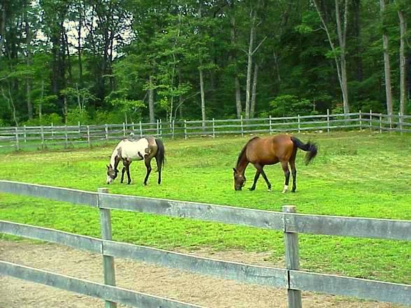 Paddock with two horses